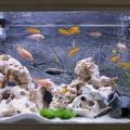 Aquarium Decorative