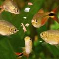 Aquarium Fish Food